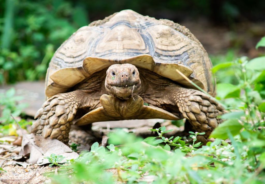 La Policía busca tortugas robadas del Zoológico de Indianápolis