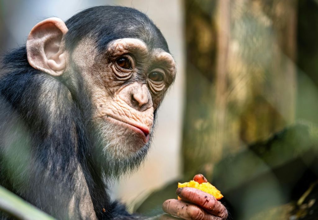 Tensión en el Zoológico de Indianápolis por un chimpancé