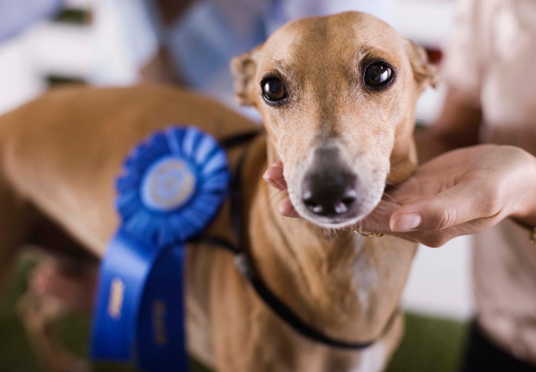 Indianápolis recibe la clásica exposición canina de invierno