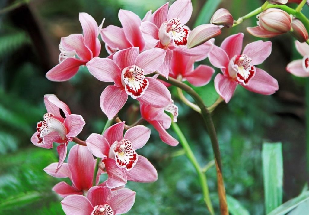 El espectáculo de orquídeas que ilumina a Indianápolis