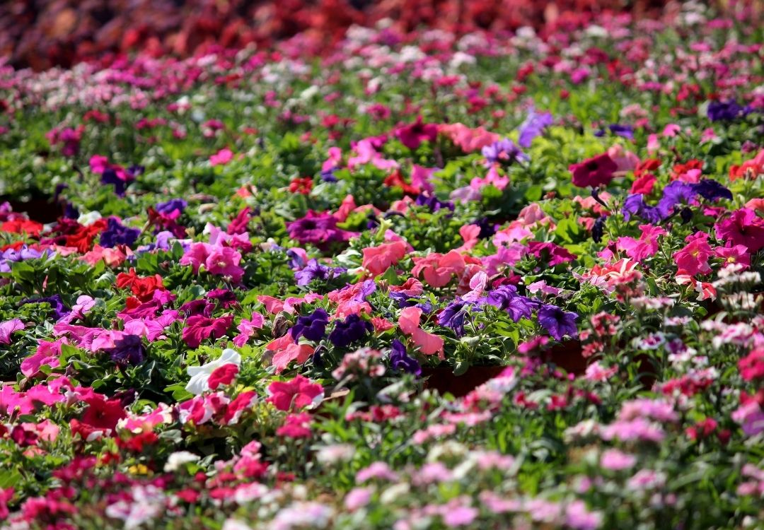 “Flores para siempre” florece en Indiana