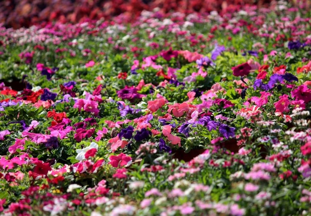 “Flores para siempre” florece en Indiana