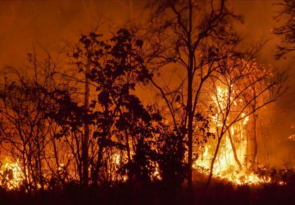 Alerta en Florida: Incendio forestal devora 25,000 acres