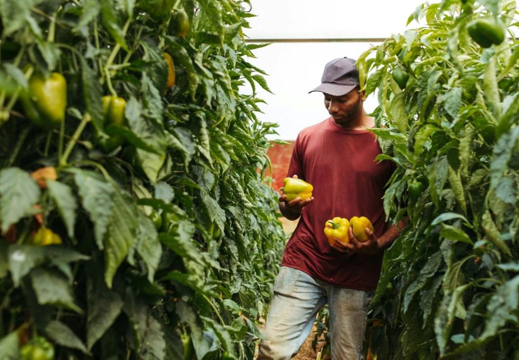 Trump abarata visados ante la crisis agrícola por las deportaciones