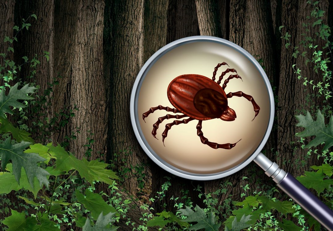 EE. UU. lanza plan millonario contra enfermedad de Lyme