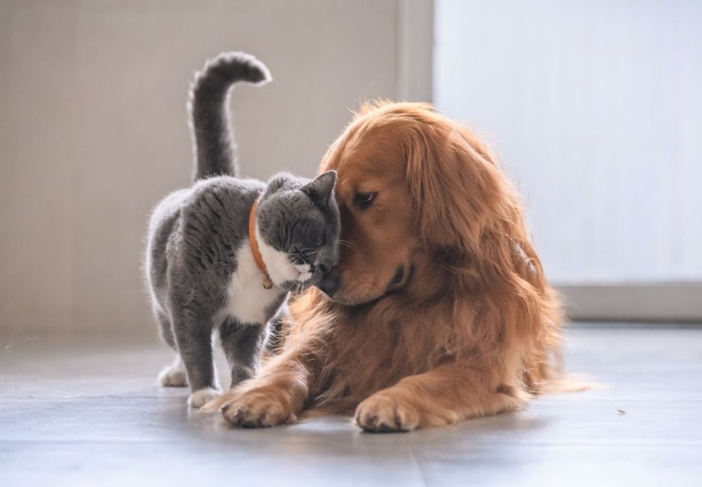 Indianápolis celebra el vínculo especial con perros y gatos