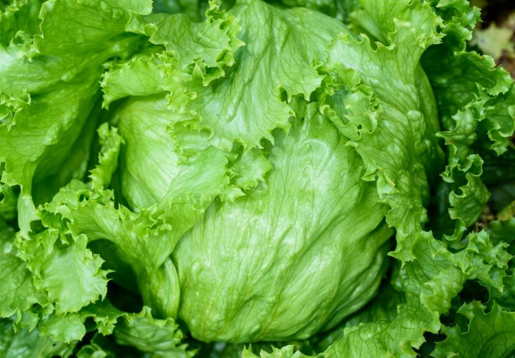 Lush green lettuce leaves filling the frame, with intricate textures and vibrant hues.